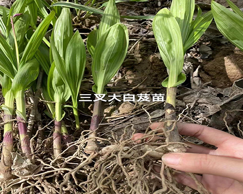 白芨傳5.jpg
