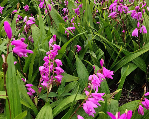 白芨傳1.jpg