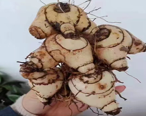 白芨傳7.jpg